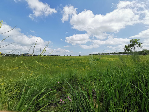 草原风景