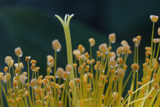 花芯