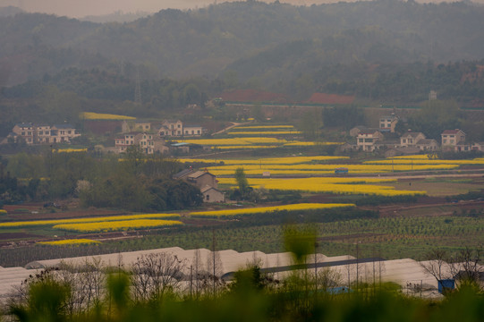 油菜花