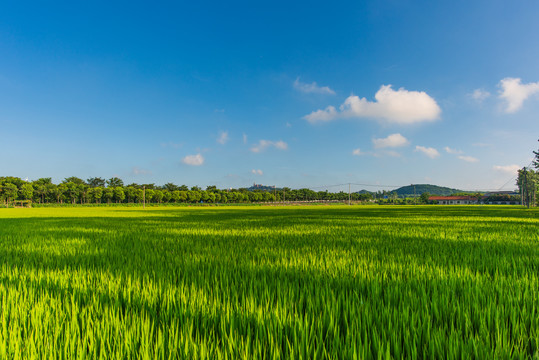 佘山稻田