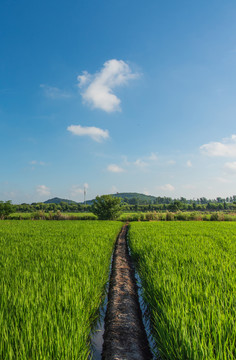 乡间小路