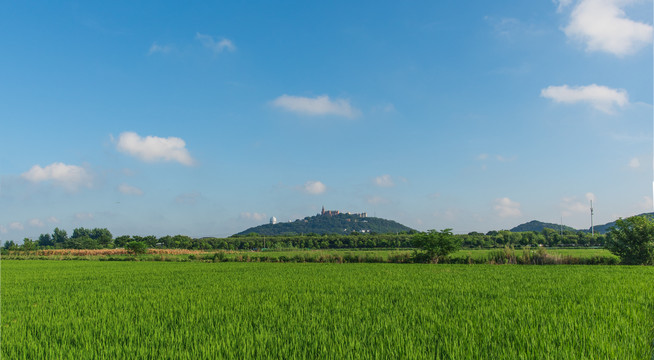 西佘山水稻