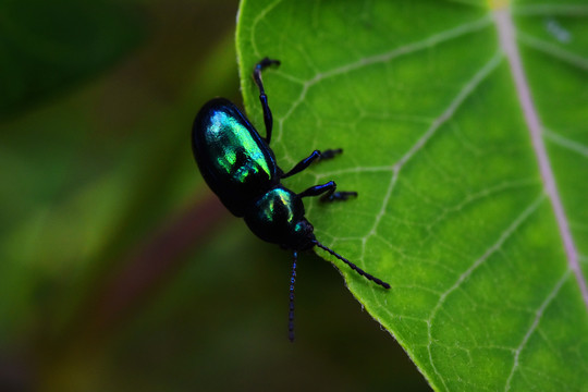 绿甲壳虫
