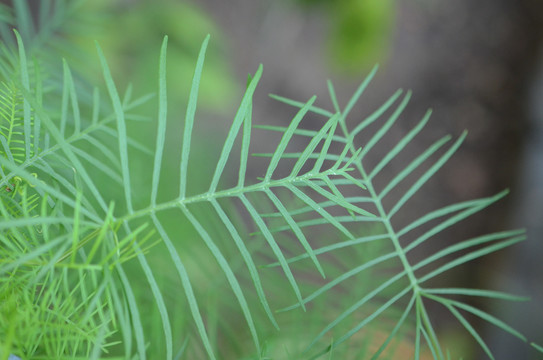 茑萝松