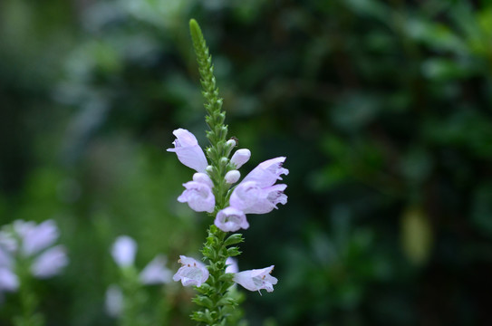 随意花