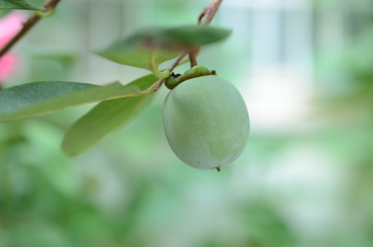 青柿子挂枝头