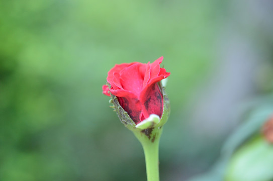 含苞待放的玫瑰花