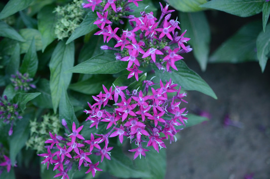 紫色雨伞花