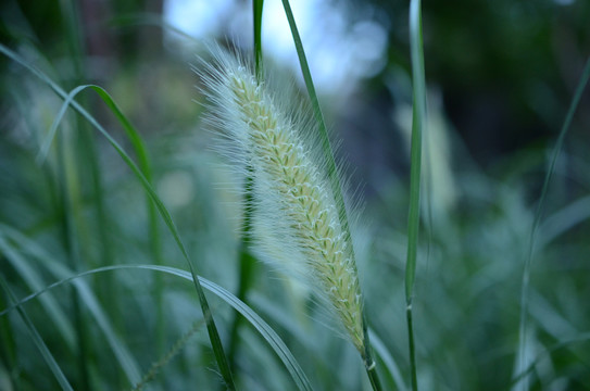 狗尾巴草