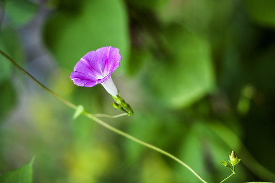 牵牛花