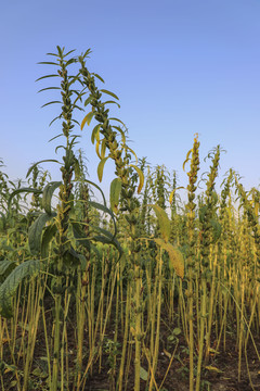 芝麻种植