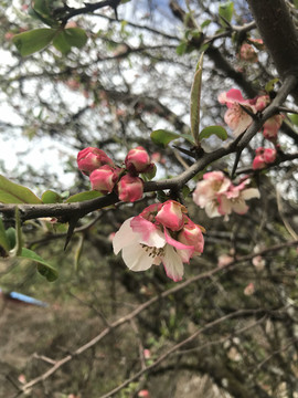 苹果花