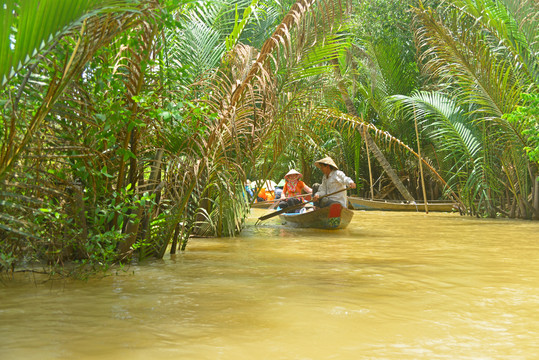 越南槟知省湄公河上生长的水椰树