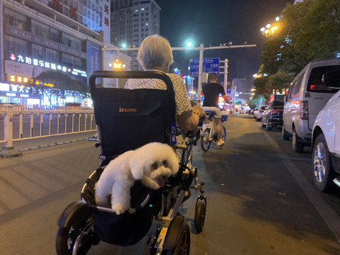 比熊犬