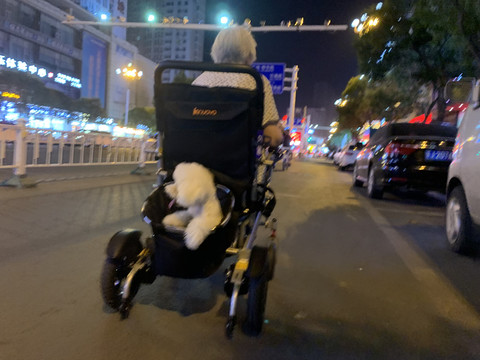 比熊犬