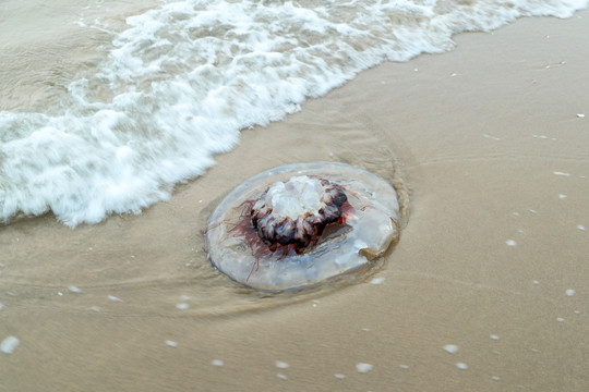 海滩上的水母