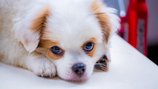 查理士王小猎犬