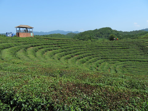 之江有机茶园