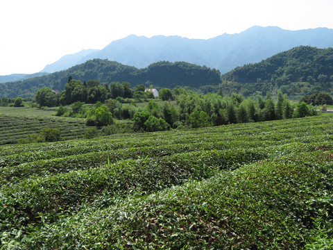 建德之江茶园