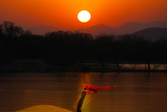 夕阳下的红蜻蜓