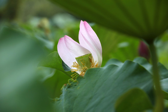 荷花