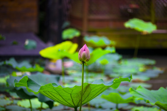 荷花花苞与绿叶