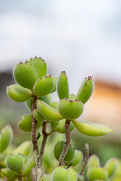 多肉植物