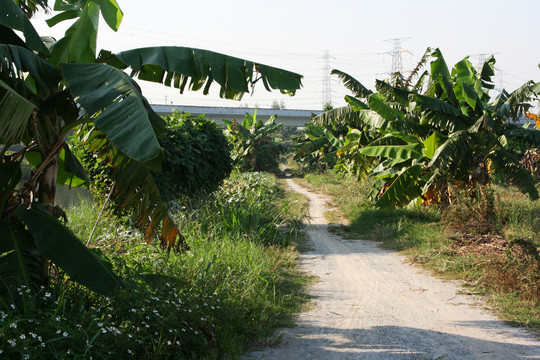 乡村道路