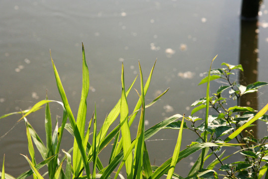 池边野草