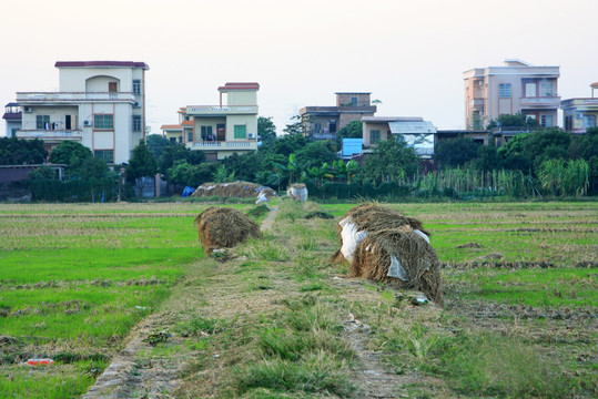 广州郊区农场