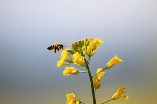 油菜花