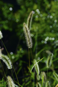 狗尾草