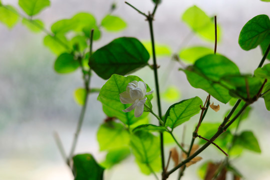 茉莉花