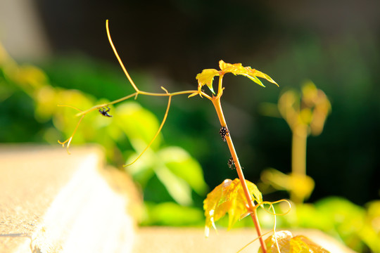 爬山虎和昆虫