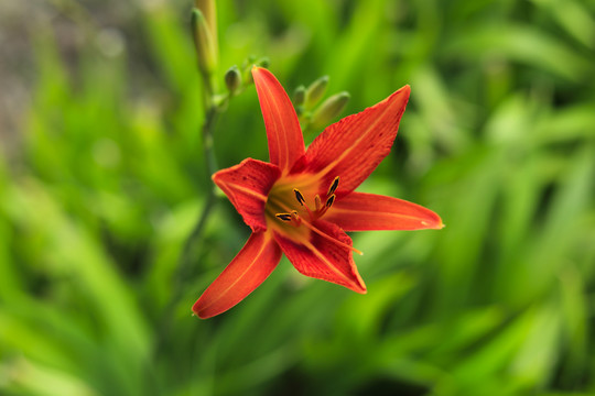 萱草花特写