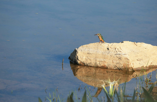河中岩石上的普通翠鸟