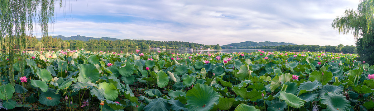 西湖荷花风景图