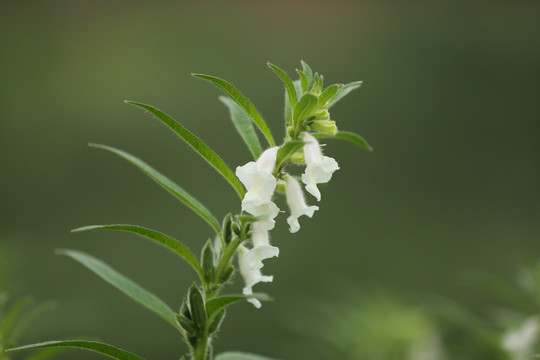 芝麻