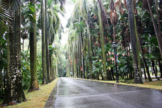 林间路