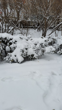 雪景雪花