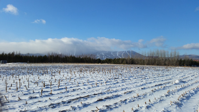 东北哈尔滨雪景雪地