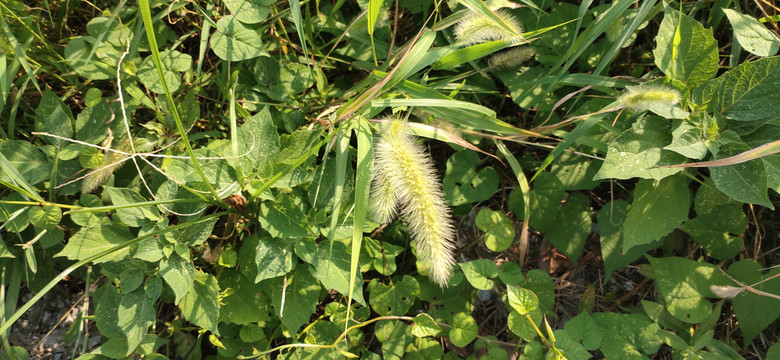 狗尾巴草