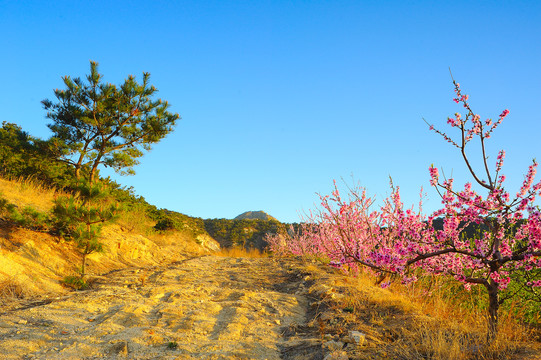 田间小路