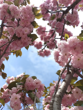 樱花素材