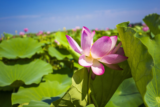 万亩荷花微山湖风光