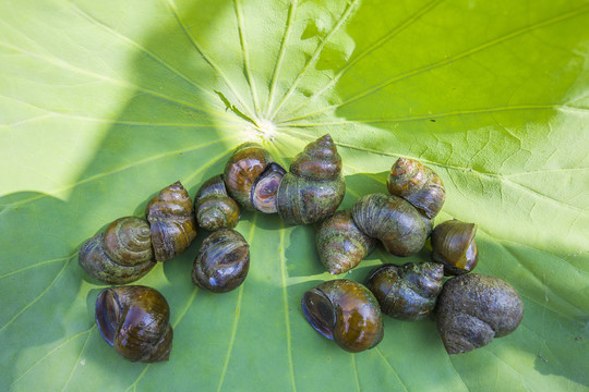 螺牛螺狮蜗罗牛螺丝牛