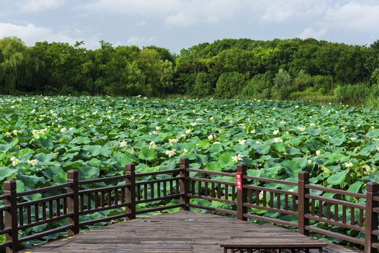 荷花池塘