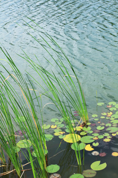 水草