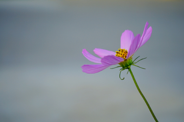 格桑花