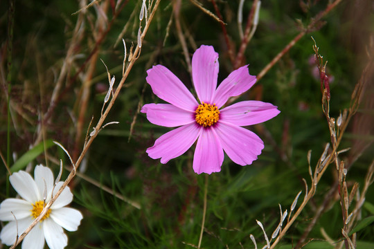 路边小花高原小花